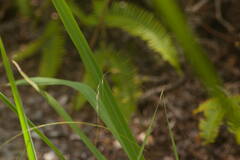 Microlaena stipoides