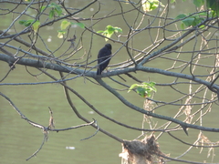 Acridotheres cristatellus formosanus