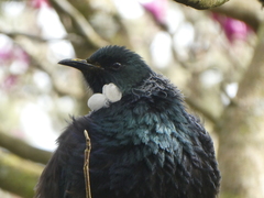 Prosthemadera novaeseelandiae novaeseelandiae