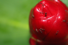 Monomorium floricola
