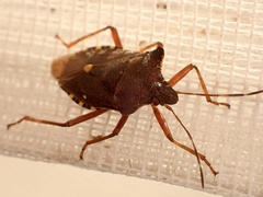 Pentatoma rufipes