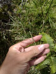 Paspalum scrobiculatum