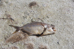 Trachinotus carolinus