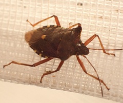 Pentatoma rufipes