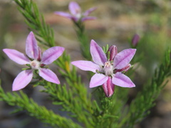 Philotheca salsolifolia