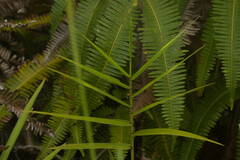 Isachne distichophylla