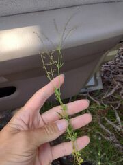 Gonocarpus chinensis