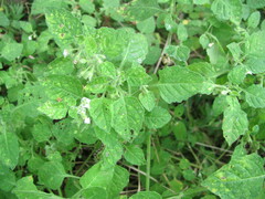 Solanum sarrachoides