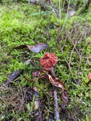Fungi