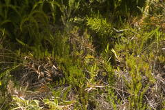 Coprosma ernodeoides