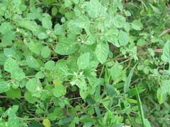 Solanum sarrachoides