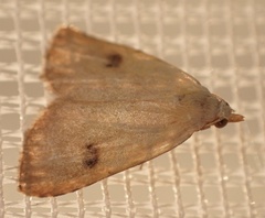 Rivula sericealis