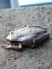 Litoria ewingii