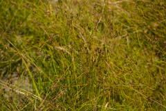 Schoenus apogon