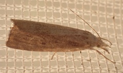 Calamotropha paludella