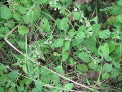 Solanum sarrachoides