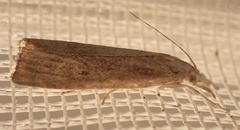 Calamotropha paludella