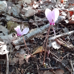 Cyclamen hederifolium
