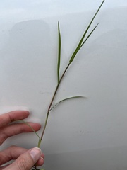 Agrostis stolonifera