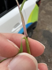 Agrostis stolonifera