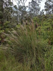 Andropogon bicornis