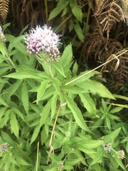 Eupatorium cannabinum
