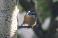 Sitta canadensis