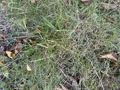 Poaceae