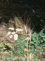 Anthemideae