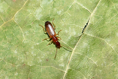 Paradromius linearis