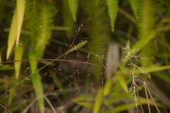 Isachne distichophylla