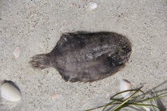 Trinectes maculatus