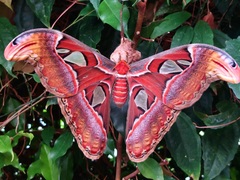 Attacus