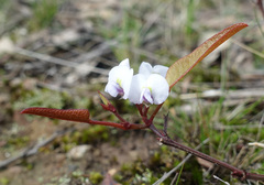 Hardenbergia violacea