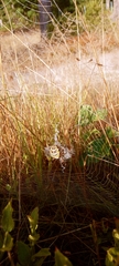 Argiope bruennichi