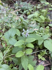 Stachys stebbinsii