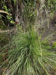 Andropogon bicornis