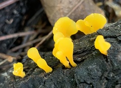 Dacrymyces spathularia
