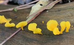 Dacrymyces spathularia