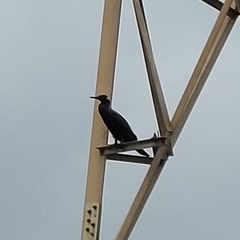 Phalacrocorax fuscicollis