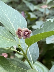 Euonymus occidentalis
