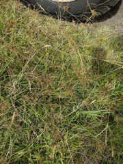 Fimbristylis dichotoma