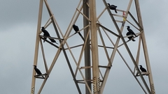 Phalacrocorax fuscicollis