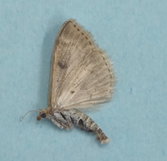 Anania perlucidalis