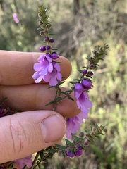 Prostanthera decussata