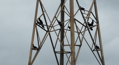 Phalacrocorax fuscicollis