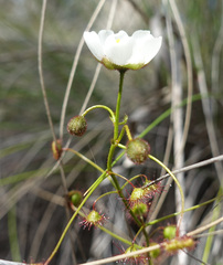 Drosera planchonii