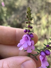 Prostanthera decussata