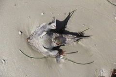 Ogcocephalus
