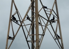 Phalacrocorax fuscicollis